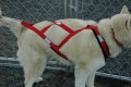 Dog Harness -  Regular X- Back  Fleece