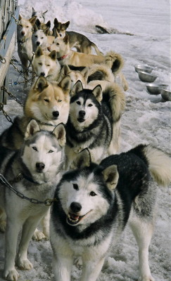 sled-dogs.jpg