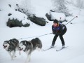 Skijor Starter Kit Sport ~ 2 Dog