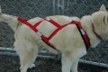 Dog Harness -  Regular X- Back  Fleece