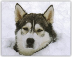 snow-dog.jpg snow-dog.jpg