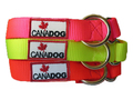 Racing Collars