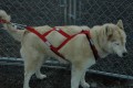Dog Harness ~ Regular  X-Back  Ripstop