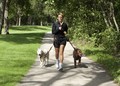 Canicross Starter Kit Sport ~ 2 Dog