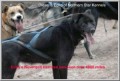 Dog Harness - Collared Heavyduty Fleece